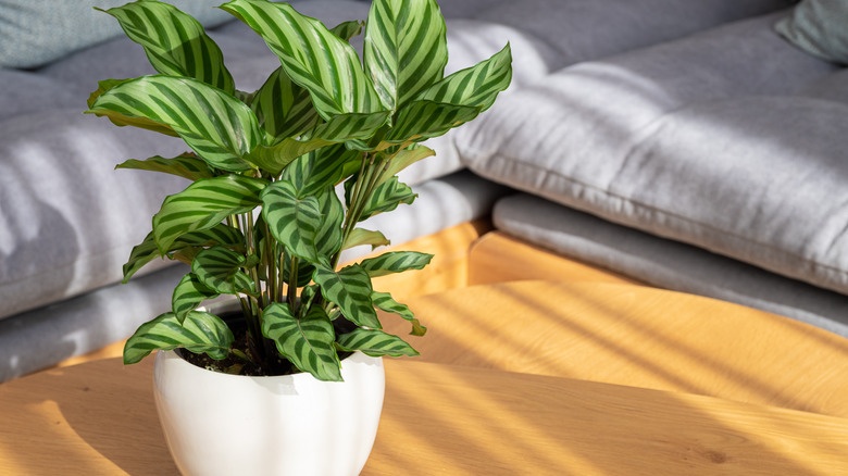 Calathea in the sun