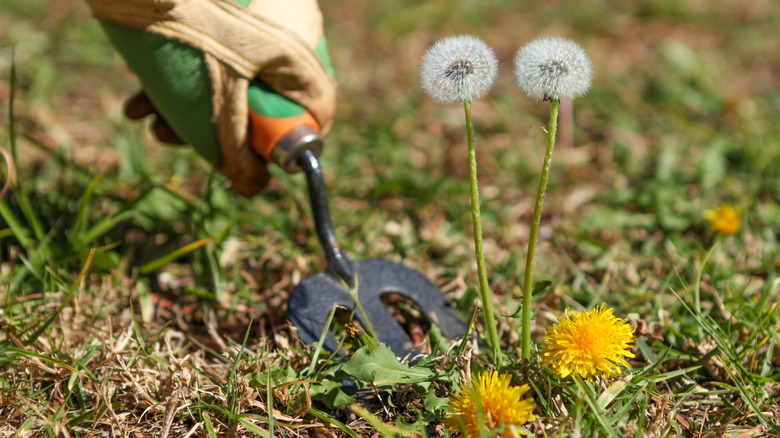 Person pulling weed with trowel