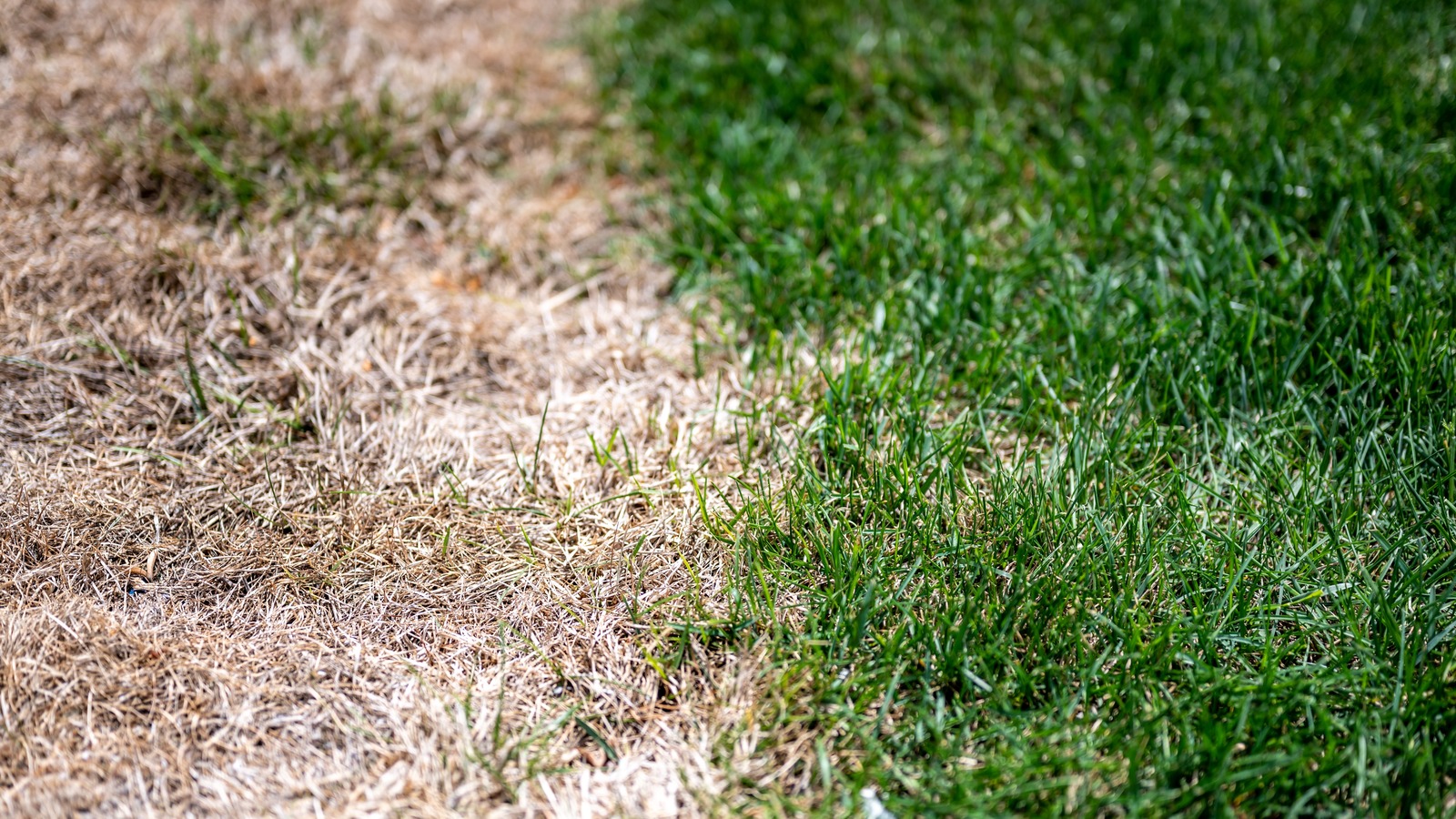 how-to-save-your-dormant-grass-this-spring