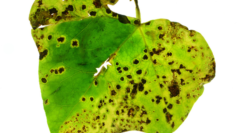 English ivy leaf spot