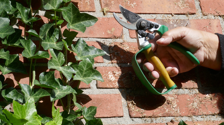 Pruning English ivy