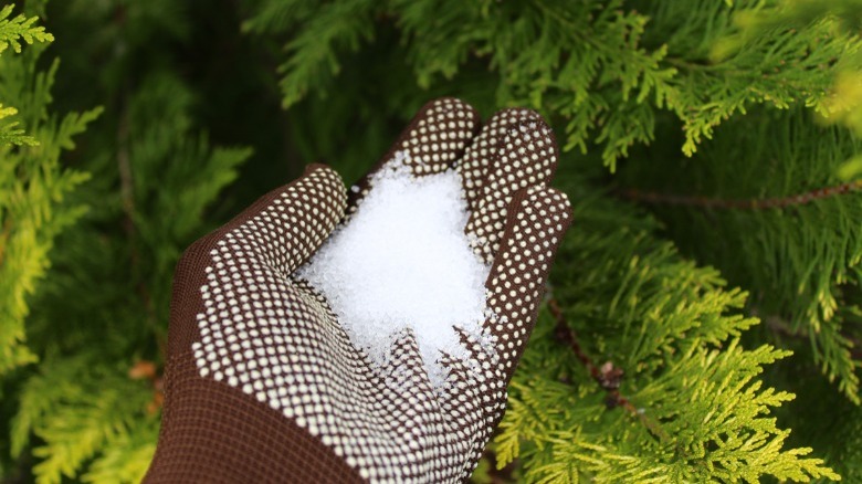 Epsom salts in the garden 