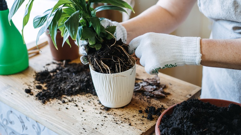 removing plant from pot