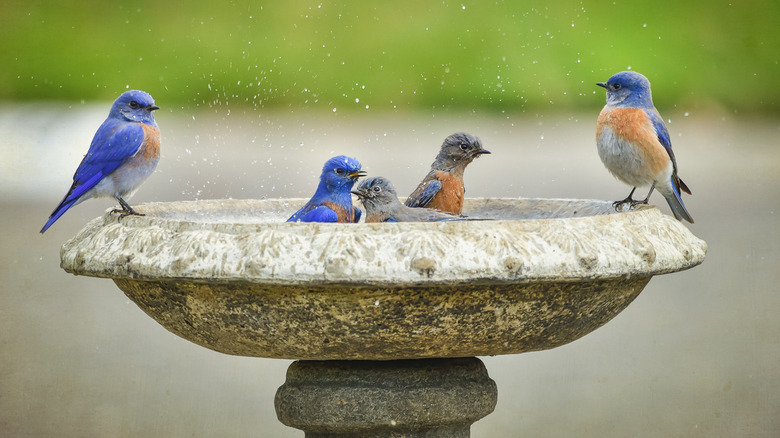 bluebirds splashing in bird bath