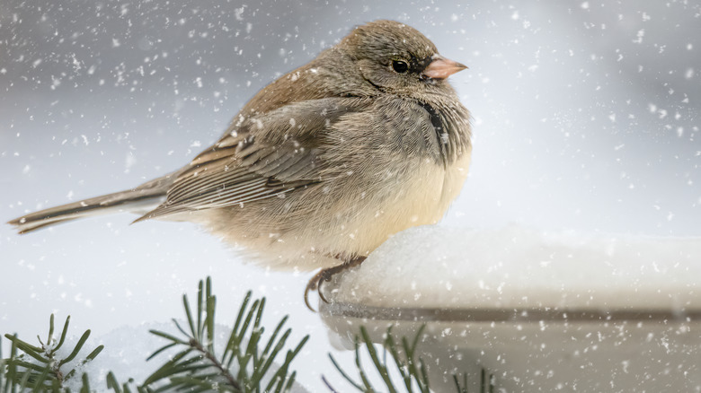 junco on snowy birdbath