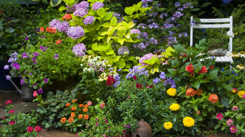 Flowering garden with marigolds, hydrangea