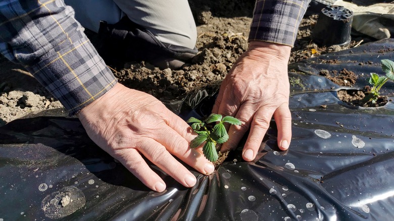 Plastic mulch used around plants