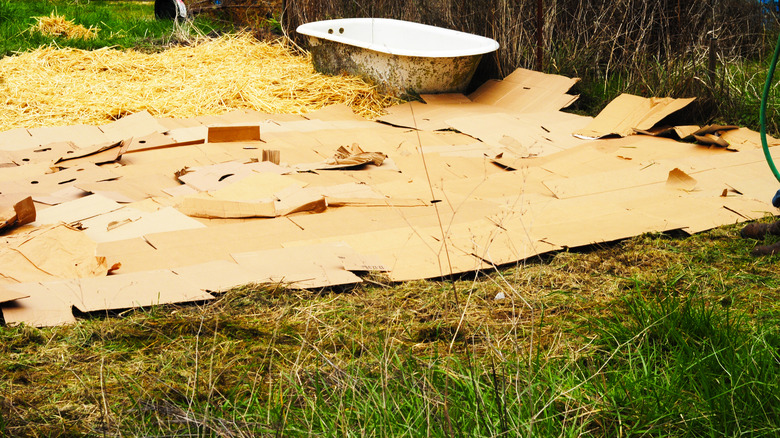 Sheet mulching with cardboard