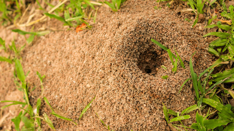 An ant hill is surrounded by green weeds