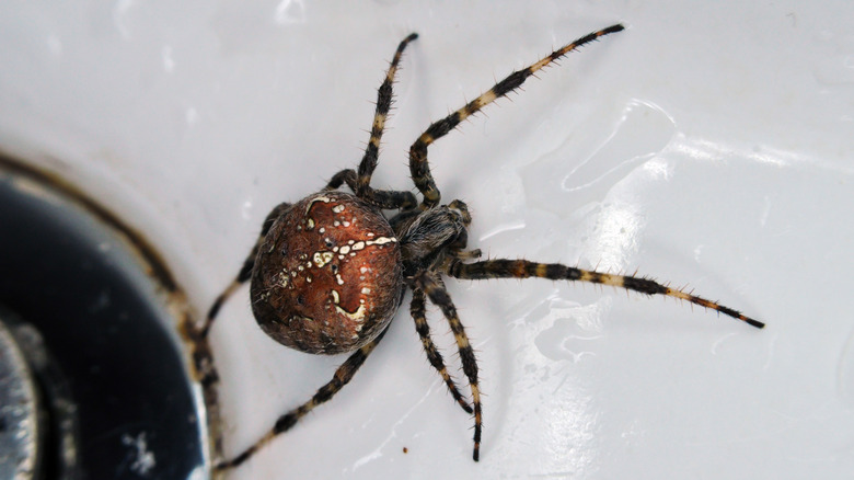 American house spider in a sink