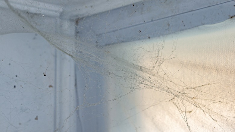 Cobweb in a corner of room