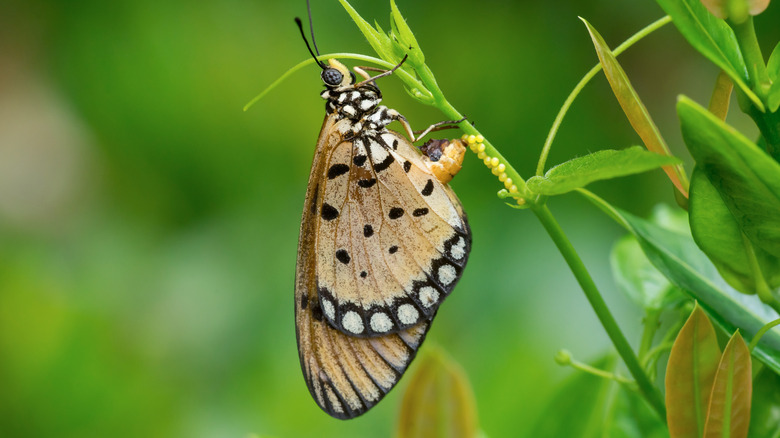 butterfly laying eggs