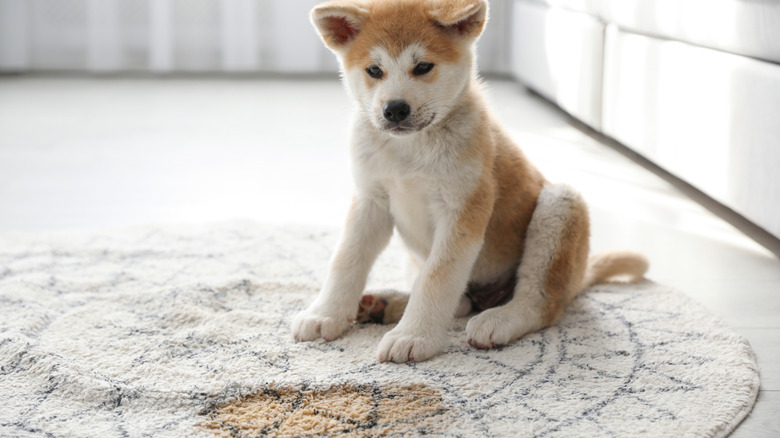 Puppy sitting in front of stained rug