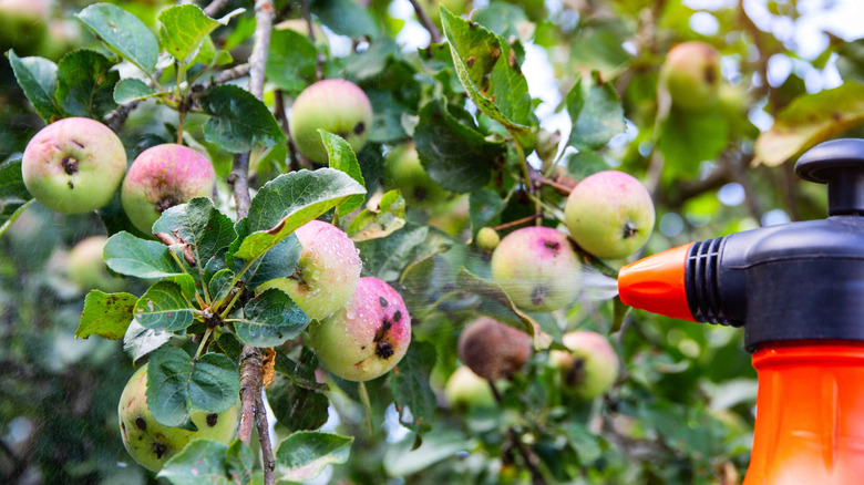 Treating an apple tree infected by moths