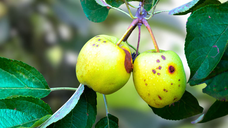 Codling moth-infected green apples hanging from a tree