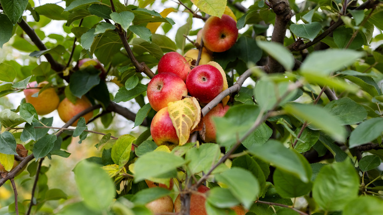 Ripe apples hanging from an apple tree tree