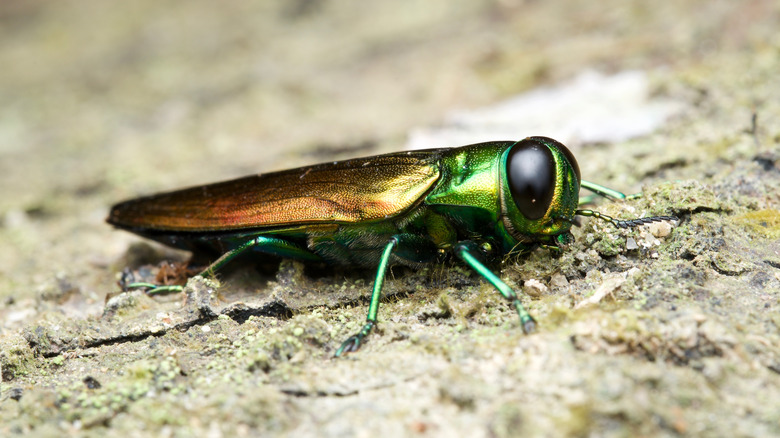 A long, narrow emerald ash borer sits on the bark of a tree.