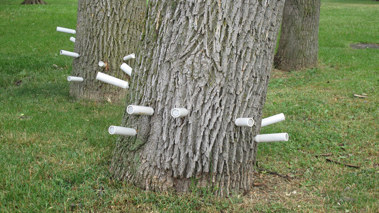 White tubes containing insecticide are injected into the base of an ash tree trunk.