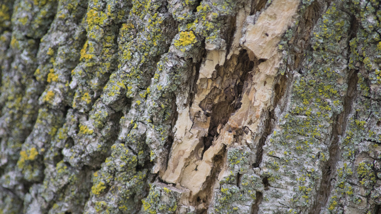 How To Spot Emerald Ash Borer Damage On Trees