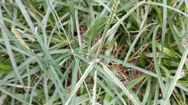 goosegrass