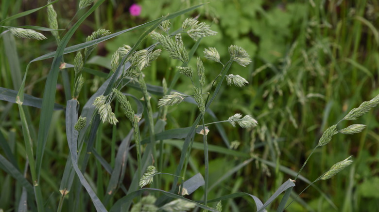 orchardgrass