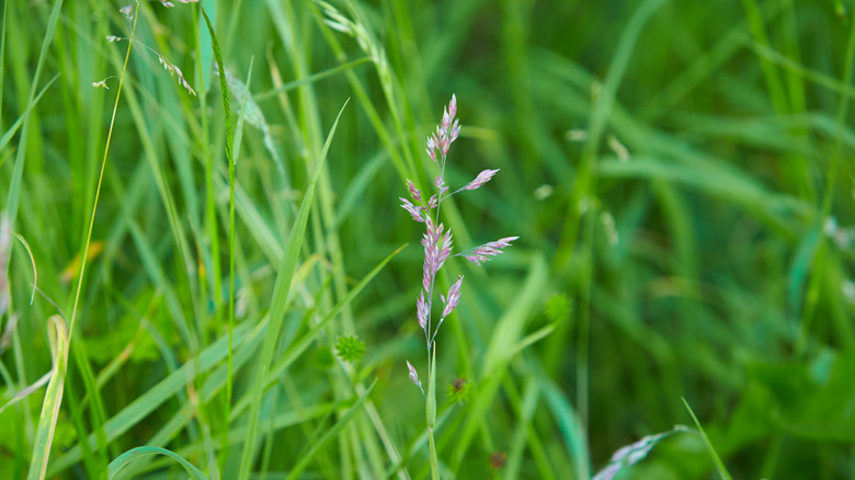 tall fescue