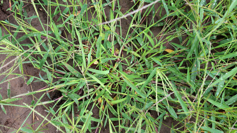 crabgrass