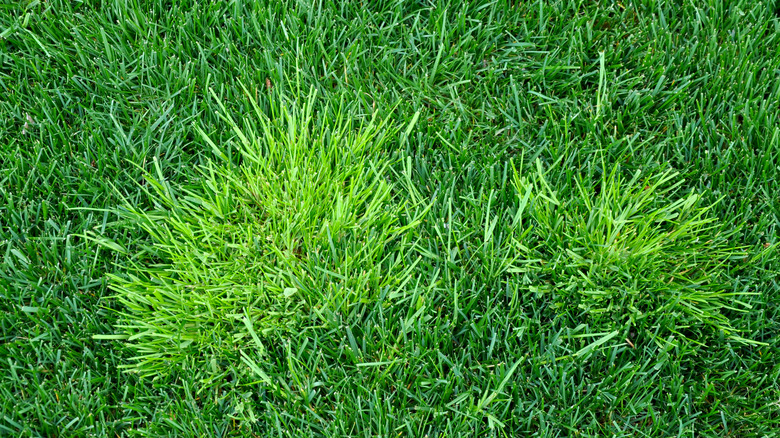 bluegrass weeds on lawn