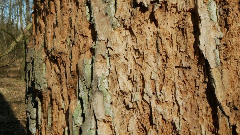 Mediterranean oak borer damage