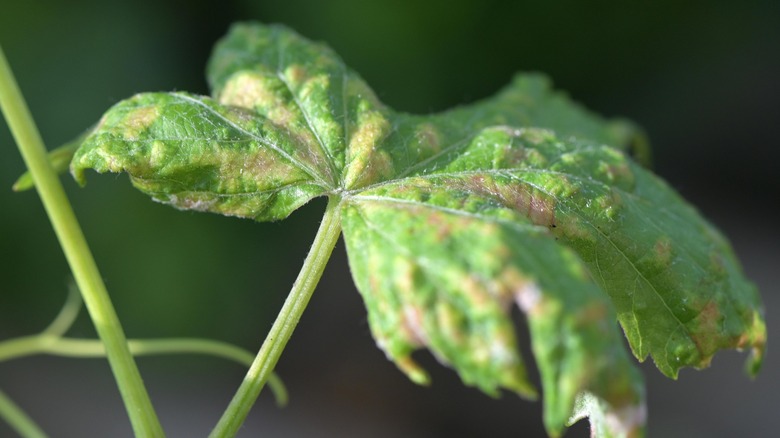 leaf damage by spider mites