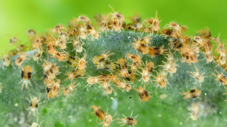 spider mite infestation