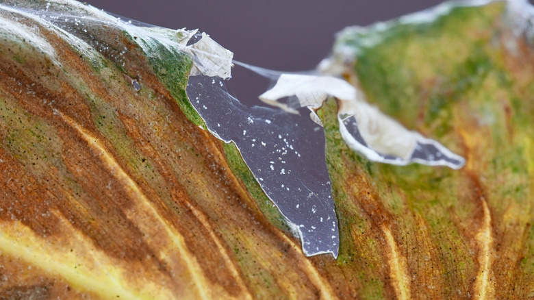 Spider mite web on a damaged leaf