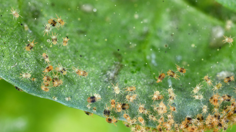 Several spider mites on a leaf