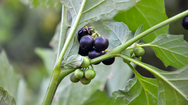 Black nightshade berries in cluster