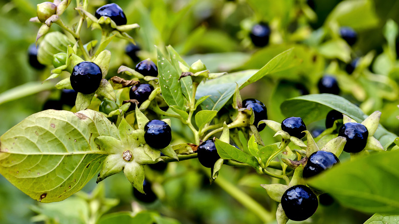 Deadly nightshade plant and berries