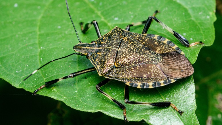 stink bug on a leaf