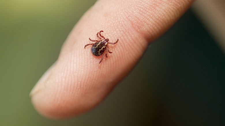 Tick on a person's finger