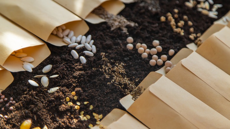 Seed packets on soil