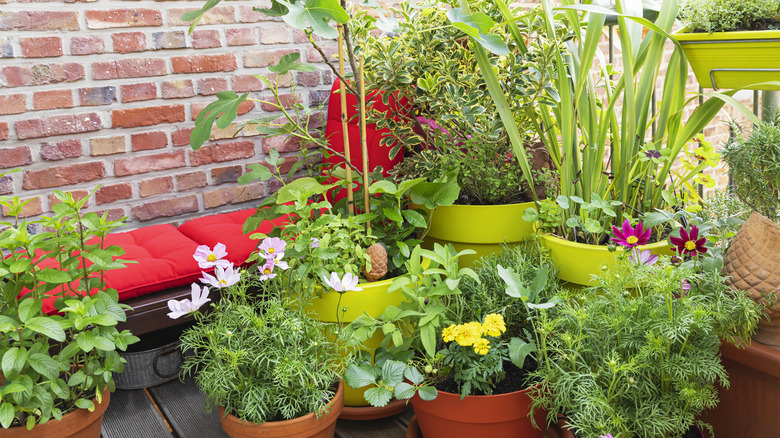 garden of potted plants