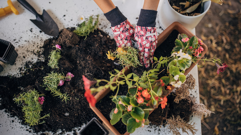 person planting flowers in container