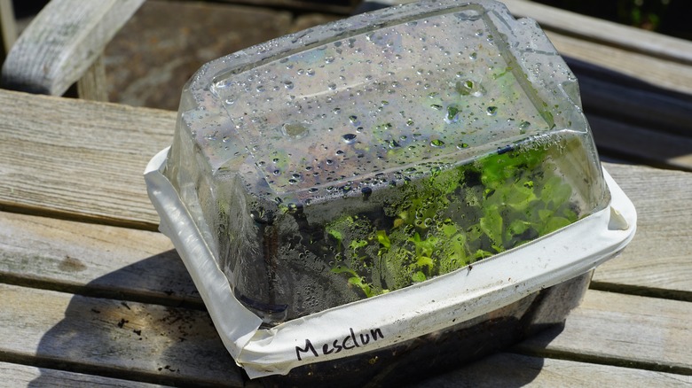 clamshell container mini greenhouse