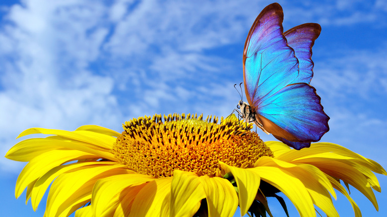 butterfly on sunflower pollinator garden