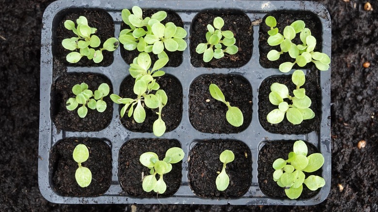 Seed tray with romaine lettuce seedlings 