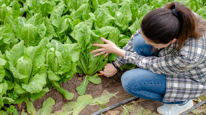 Woman harvesting romaine lettuce