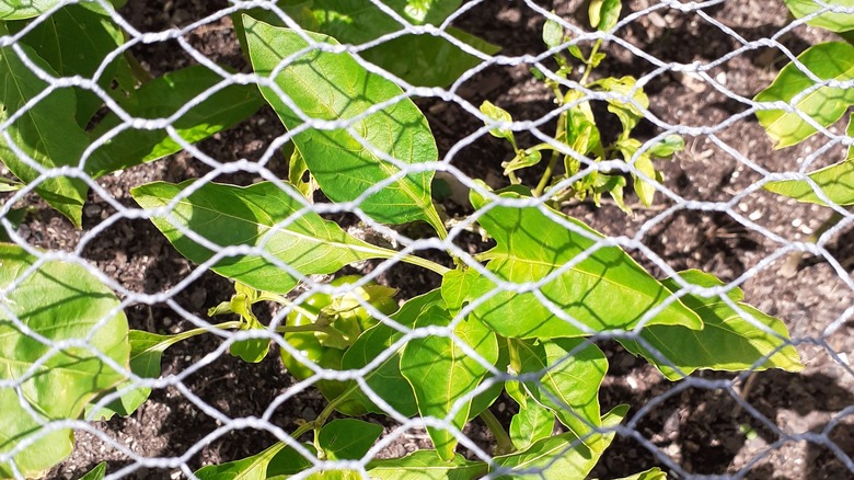 Vegetable plant under wire