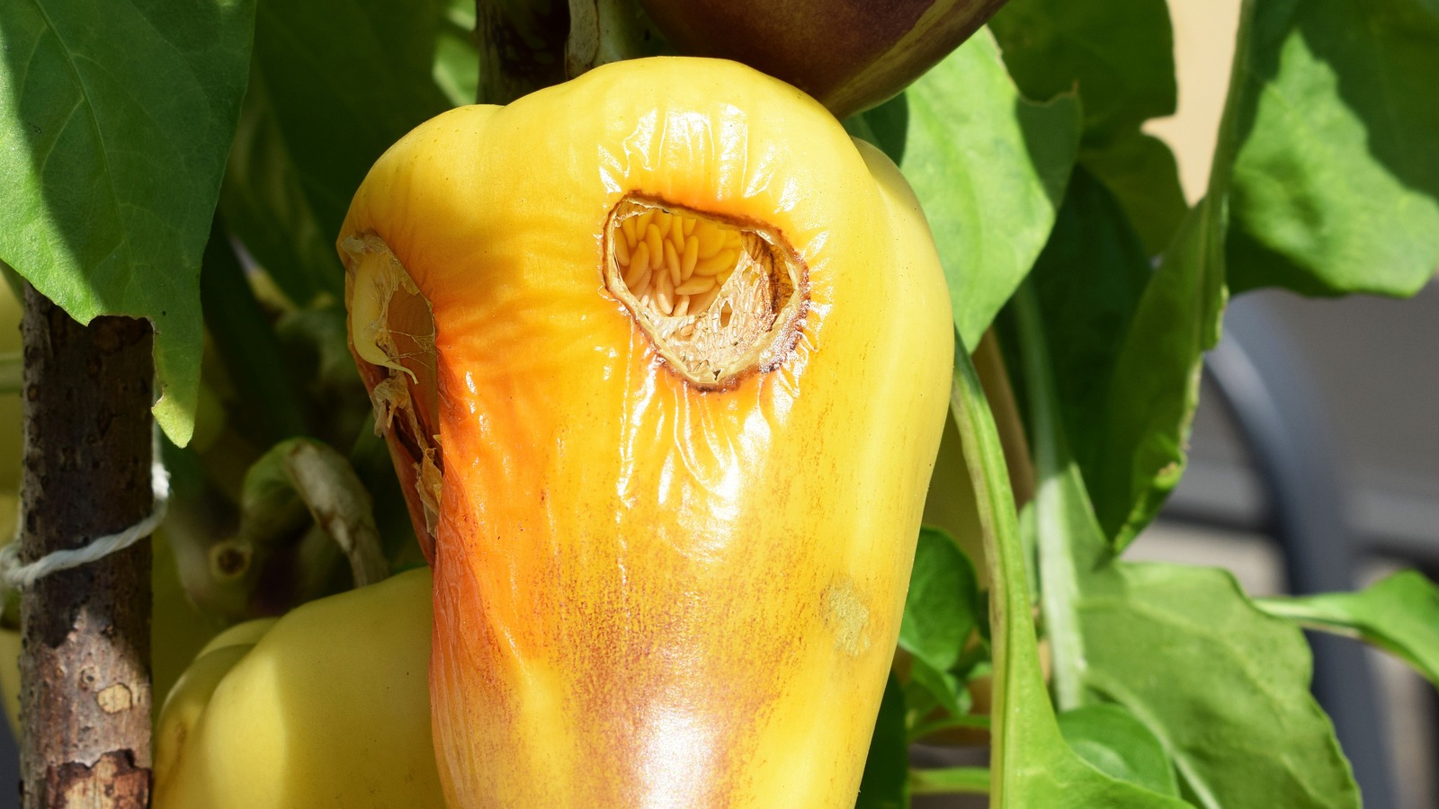 How To Stop Birds From Feasting On The Peppers In Your Garden