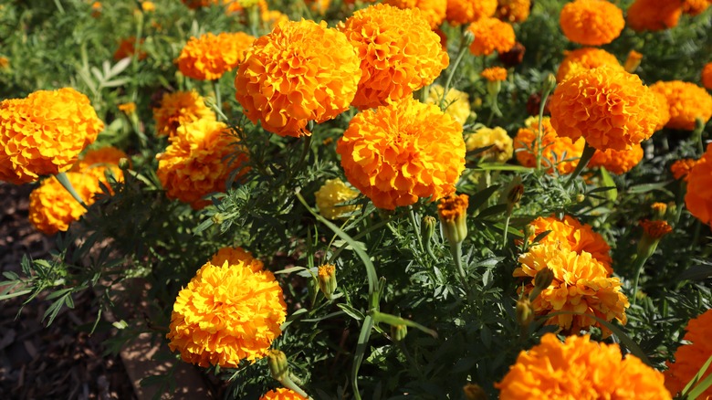 Marigolds in garden