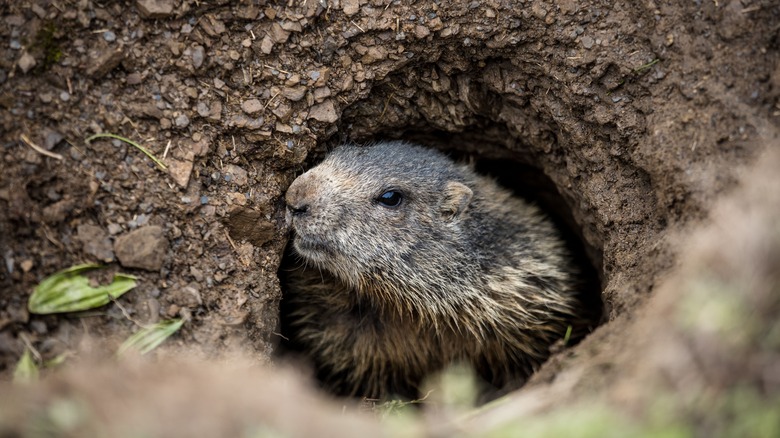 Groundhog peaking out of burrow