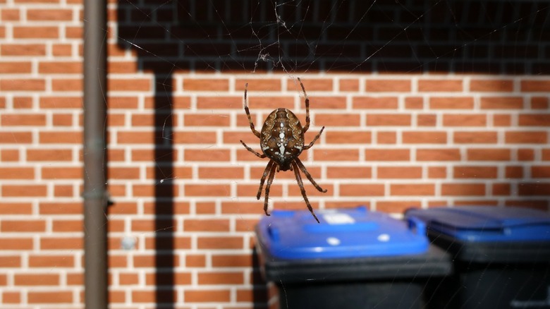 how-to-stop-spiders-from-building-webs-on-your-home-s-exterior