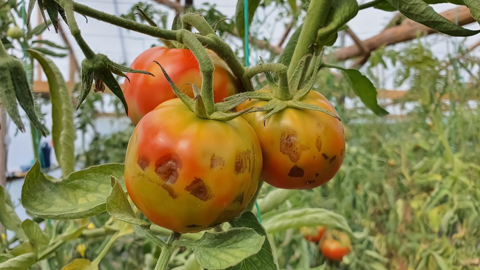phytophthora on tomatoes